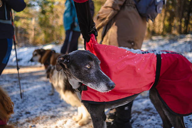 Greyhound wearing a red cape to keep him warm while hiking through the snow