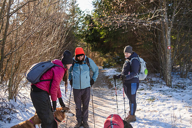 istock Our dogs love a snowy adventure 2217484881