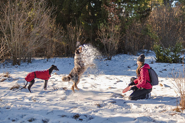 istock Does your dog love snow? 2217484882