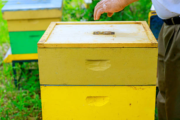 Hand reaches out to inspect yellow beehive located in lush garden under bright sunlight.
