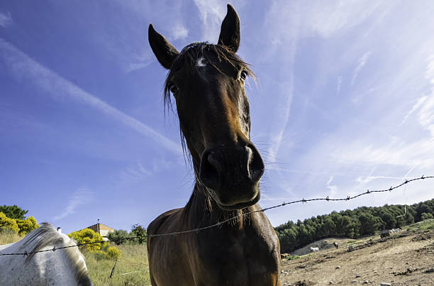 Close-up of two horses, one brown and one white, during a display of affection when one of the horses nuzzles the sensitive spot in the back of the neck of another