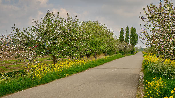 Photo of white apple tree flowers on tree branches. The background is blurred. No people are seen in frame.