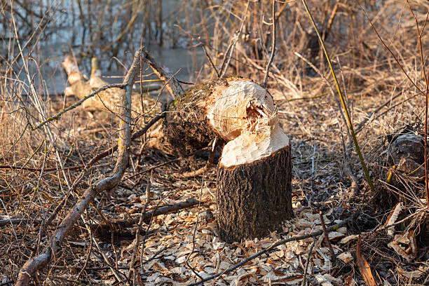 istock Beaver-felled tree lying in early spring forest near water 2217487055