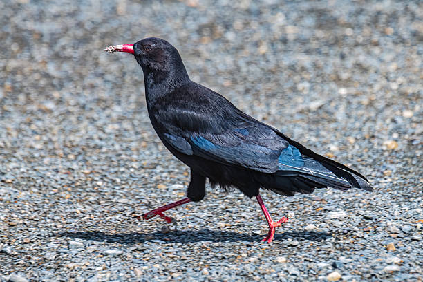 The black red billed raven is running on the ground