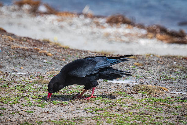 Black red billed ravens are foraging for food