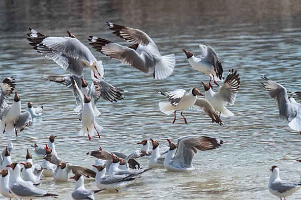 Brown headed gulls on the water surface competing for food