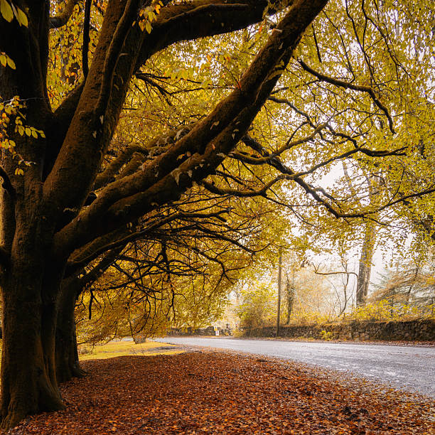 A drive from Cornwood up onto Dartmoor through the Autumn colours