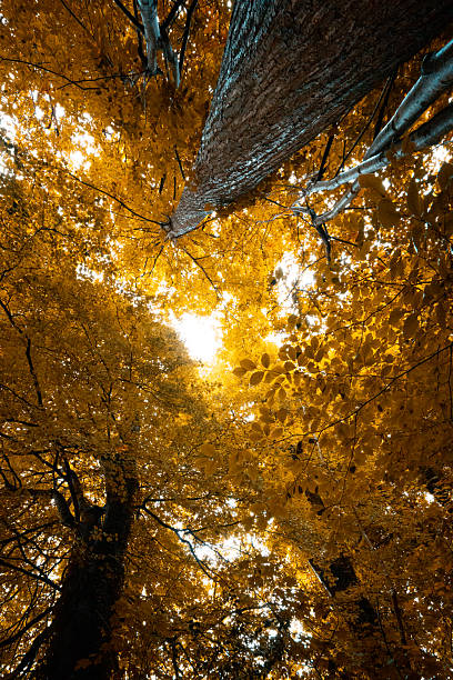 autumn-colored leaves on a branch