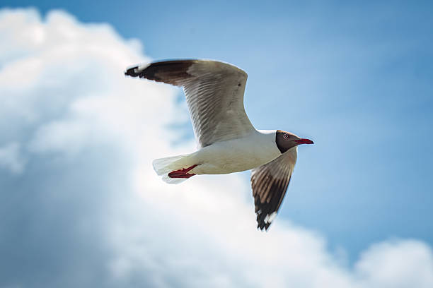 A brown headed gull is flying in the air