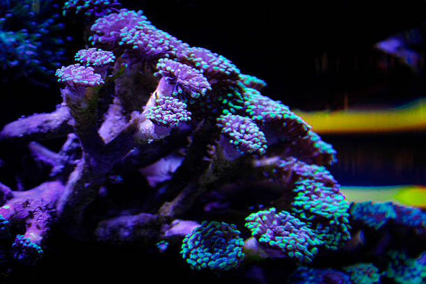 istock Coral reef aquarium tank photo 2217489040