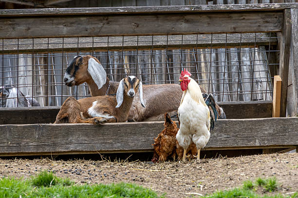 Chickens and goats enjoy the serene environment at Riverdale Farm, a peaceful urban oasis in Toronto.