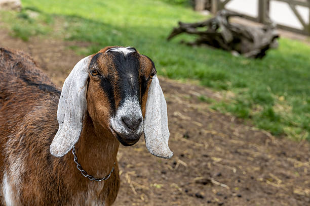 istock Goat at Riverdale Farm 2217489609