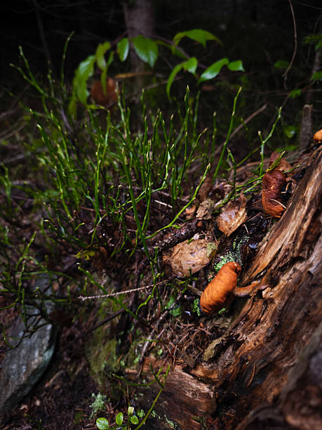 istock Orange mushrooms growing on decomposing wood, surrounded by verdant foliage in chamonix forest during autumn season 2217490121