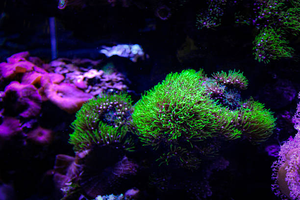 istock Coral reef aquarium tank photo 2217490501
