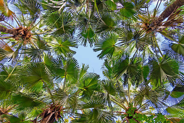 istock Low Angle View: Majestic Palm Trees Reaching for a Bright Blue Sky.Tropical Palm Tree Canopy Against a Sunny Sky - Upward Perspective 2217491205