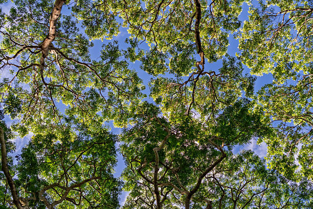 Bottom-up view green mangrove forest canopy. Natural carbon sink fight climate change. Sustainability in carbon-neutral ecosystems.