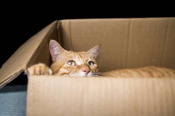 istock The cat in the box 2217492033