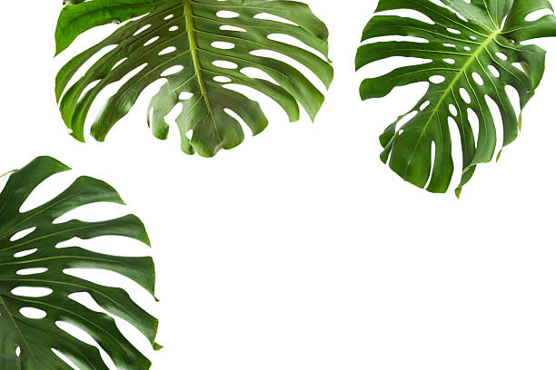 istock Green plant monstera on white background. 2217492094