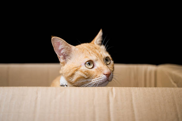 istock The cat in the box 2217492487