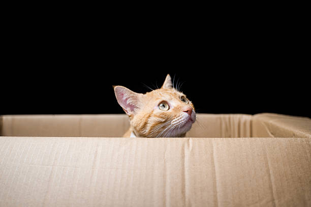 istock The cat in the box 2217492577