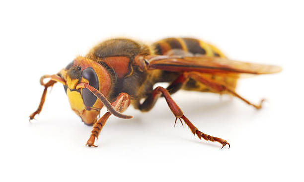istock The European Hornet. 2217493008