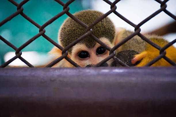 expression of eye Little Squirrel Monkey In the cage.