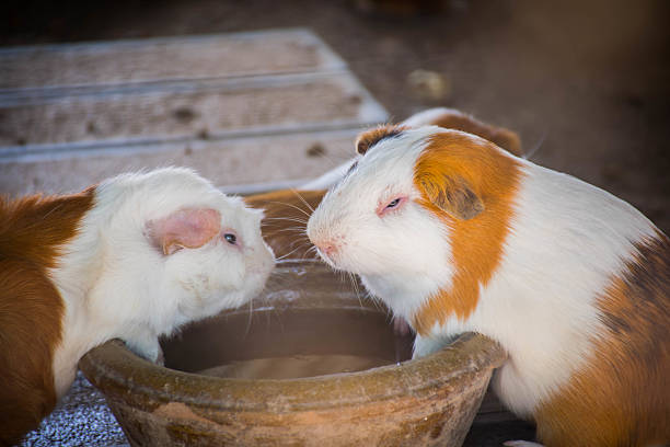 Two cute guinea pigs sharing food from an earthen bowl. A natural and heartwarming moment between small pets, perfect for animal lovers and pet care content.