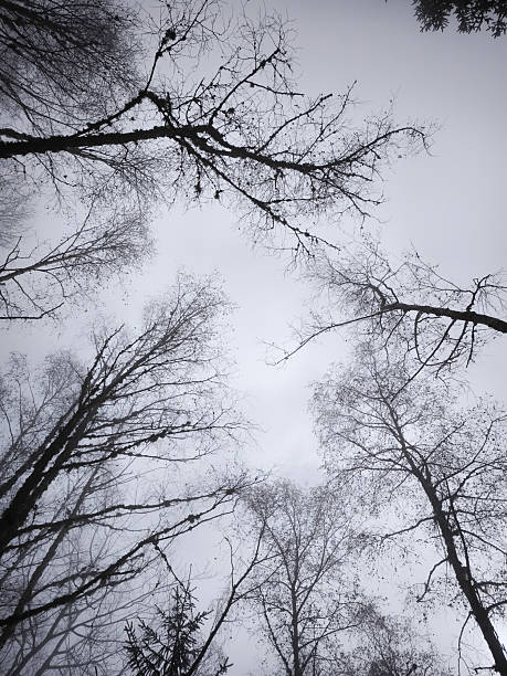 Bare trees silhouetted against foggy sky, casting moody shadows across silent woodland landscape during winter season