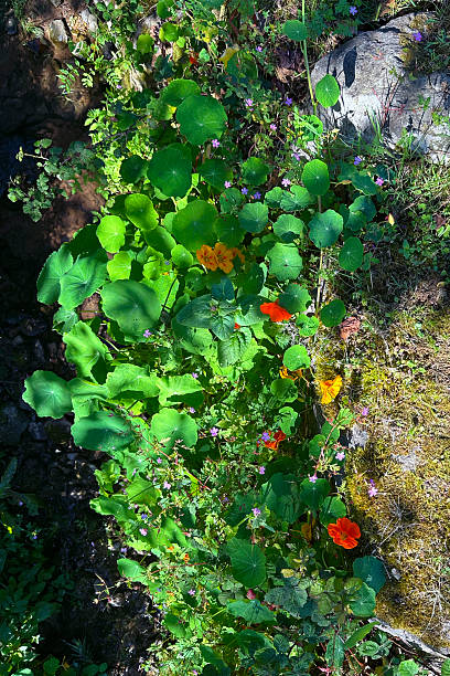 Orange Tropaeolum  commonly known as nasturtium in garden