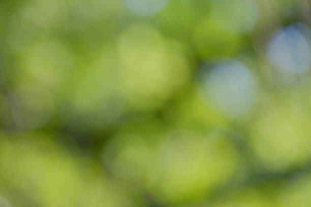 istock Soft focus background of vibrant green foliage with blurred bokeh effect, creating a serene and tranquil atmosphere for nature-themed designs and projects 2217496225