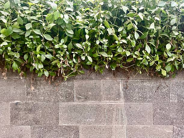 Texture layer of plants and pots with stone tiles material