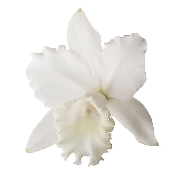 istock White orchid isolated on a white background 2217496944