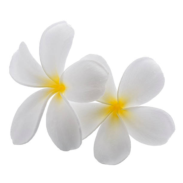 istock White frangipani flowers isolated on a white background 2217496948