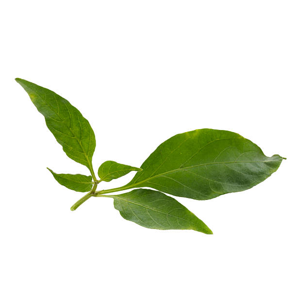 istock Chili pepper leaves isolate on a white background 2217496956