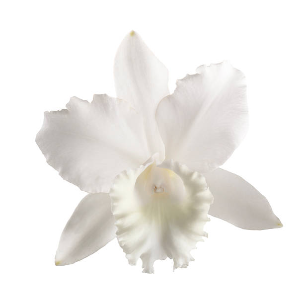 istock White orchid isolated on a white background 2217496960