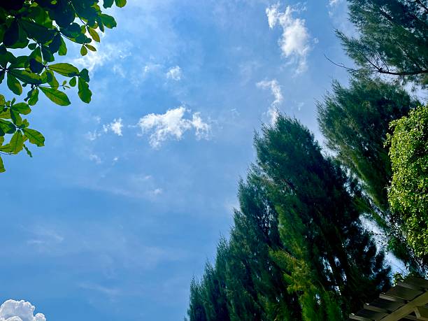 A bright blue sky with lush green tropical trees. Perfect natural background representing freshness, freedom, clean air, and environmental harmony.