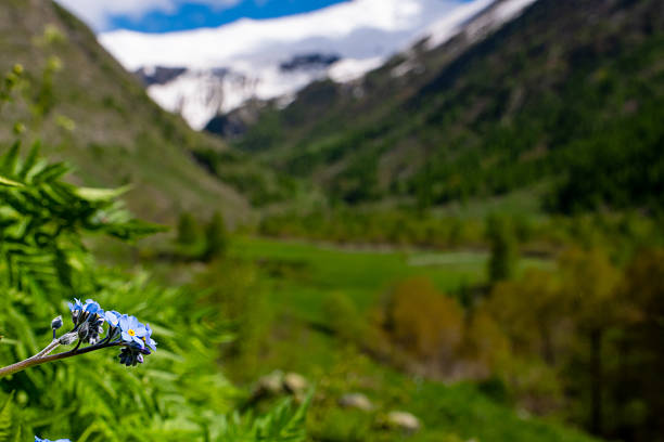 Picturesque late summer day in the high mountains of Ouray, Colorado. The clouds cover the blue sky adding deep colors to the mountain side and the Silky Phacelia wildflowers in the foreground.