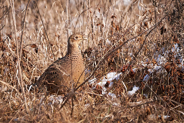 istock Common pheasant female in natural habitat 2217498941
