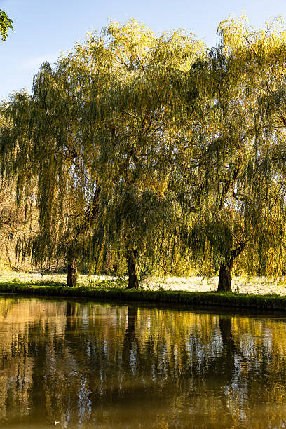istock Autumn view over the River Wey Guildford Surrey England 2217499523