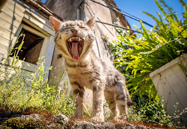 Undomesticated Cats of Kotor in Montenegro
