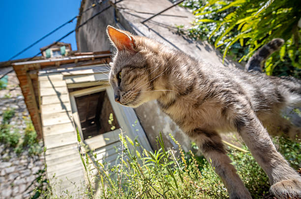 Undomesticated Cats of Kotor in Montenegro