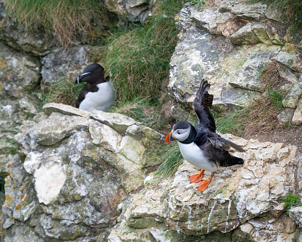 istock Beautiful Puffin Perched on the Cliff Edge 2217502029
