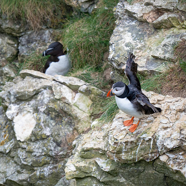 istock Beautiful Puffin Perched on the Cliff Edge 2217502098