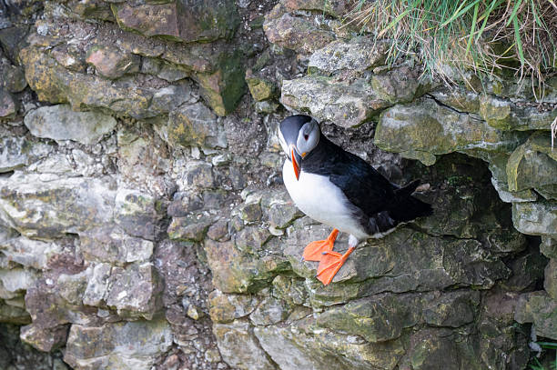 istock Beautiful Puffin Perched on the Cliff Edge 2217502262