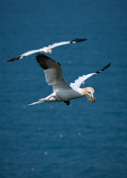istock Gannet Flying Over the North Sea with Nesting Material 2217503496