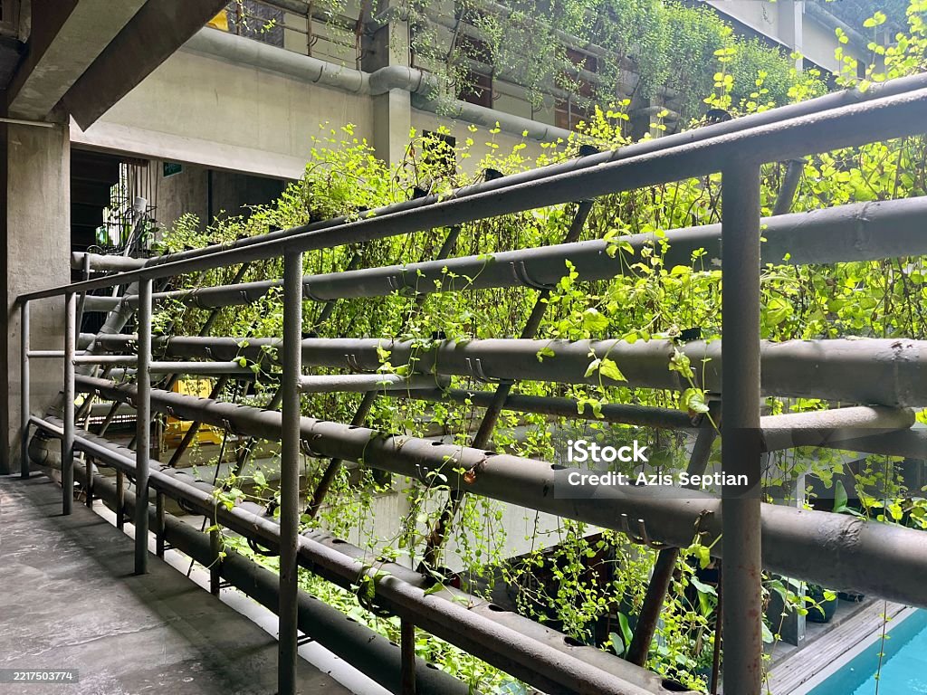 Corridor Using Railing Railing Corridor Covered With Plants With A Hydroponic System Stock ...