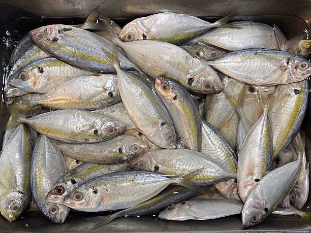 istock Fresh fish in container display in the supermarket 2217503812
