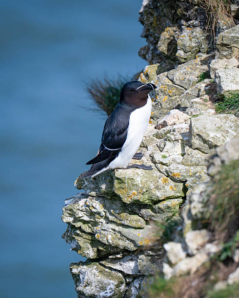 istock Razor Bill Perched on a North Sea Cliff 2217503935