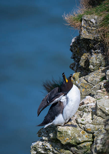 istock Razor Bill Perched on a North Sea Cliff 2217503940