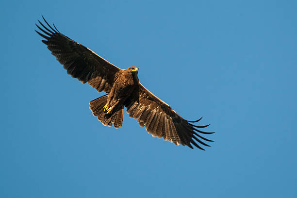 istock Lesser spotted eagle (Clanga pomarina), Mapungubwe National Park, South Africa 2217504069
